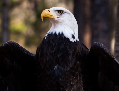 Το μάθημα ζωής που μας δίνει ο Αετός